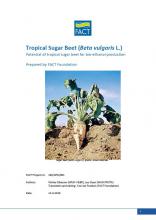 sugar beet